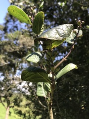 Citharexylum sulcatum