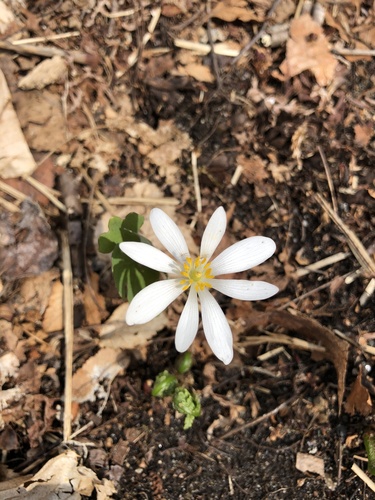 Sanguinaria canadensis