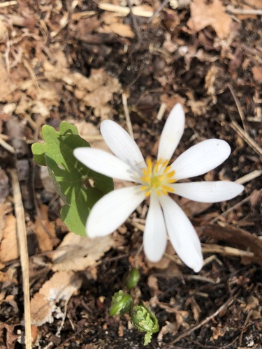 Sanguinaria canadensis