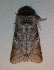 Ellida caniplaga