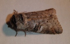 Ellida caniplaga