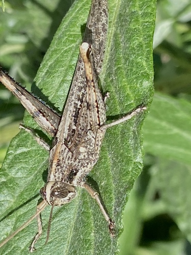 iNaturalist observation photo of Gray Bird Grasshopper