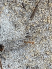 Image of Aphaenogaster floridana