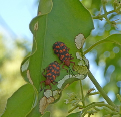 Sceloenopla maculata