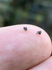 Pyrgulopsis bacchus