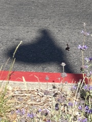 Xylocopa californica