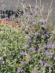 Xylocopa californica