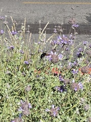 Xylocopa californica