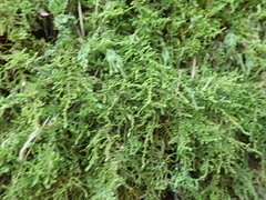 Claopodium bolanderi