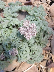 Cymopterus aboriginum