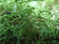 Claopodium bolanderi