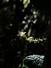 Citharexylum sulcatum