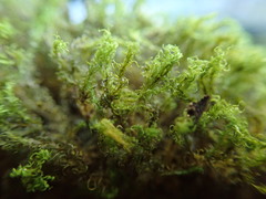 Amphidium californicum