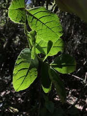Citharexylum sulcatum