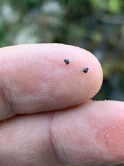 Pyrgulopsis bacchus