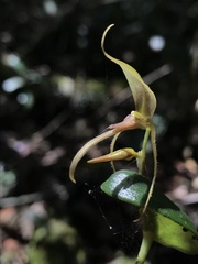 Pleurothallis killipii