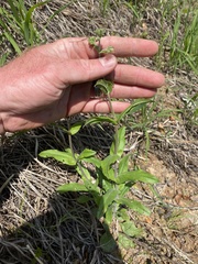 Penstemon arkansanus