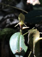 Pleurothallis killipii