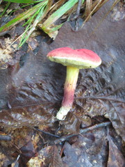 Hortiboletus rubellus image