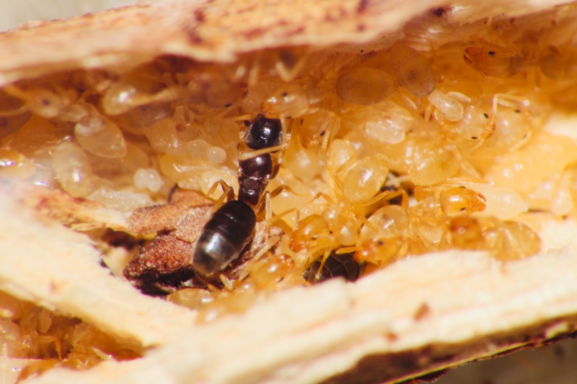 Tapinoma litorale