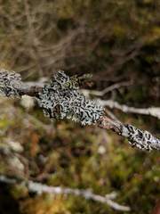 Hypogymnia incurvoides