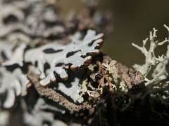 Hypogymnia incurvoides