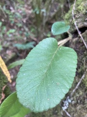 Dorstenia brasiliensis