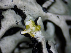 Hypogymnia incurvoides