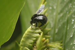 Bombus