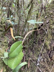 Dorstenia brasiliensis