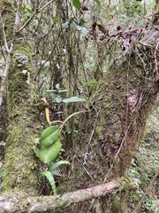 Dorstenia brasiliensis