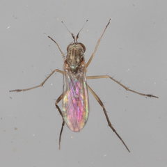 Calyxochaetus nodatus