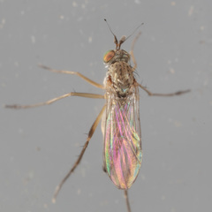 Calyxochaetus nodatus