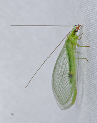 Chrysoperla harrisii