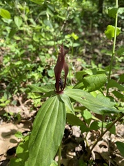 Trillium lancifolium