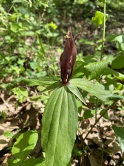 Trillium lancifolium