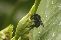 Bombus