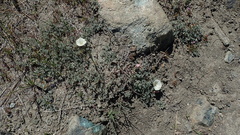 Calystegia collina venusta