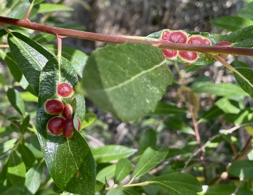 iNaturalist observation photo of Willow Apple Gall Sawfly