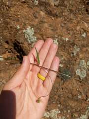 Neogaerrhinum strictum