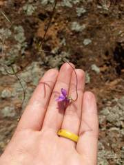 Neogaerrhinum strictum