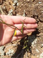 Neogaerrhinum strictum