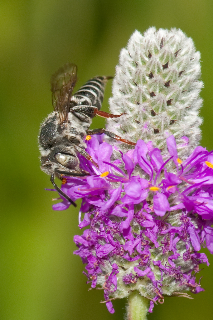 Boreocoelioxys