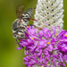 Boreocoelioxys - Photo (c) Heather Holm, some rights reserved (CC BY-NC), uploaded by Heather Holm