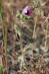 Sidalcea diploscypha