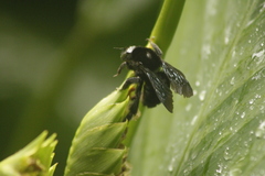 Bombus