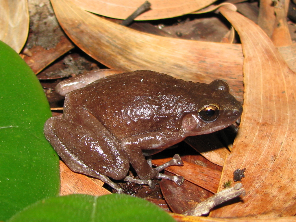 Kutini Boulder Frog (Cophixalus kulakula)