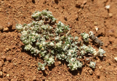 Psilocarphus tenellus