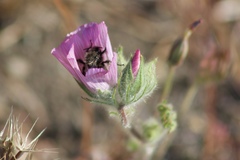 Sidalcea diploscypha