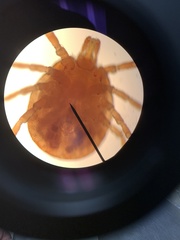 Amblyomma cajennense